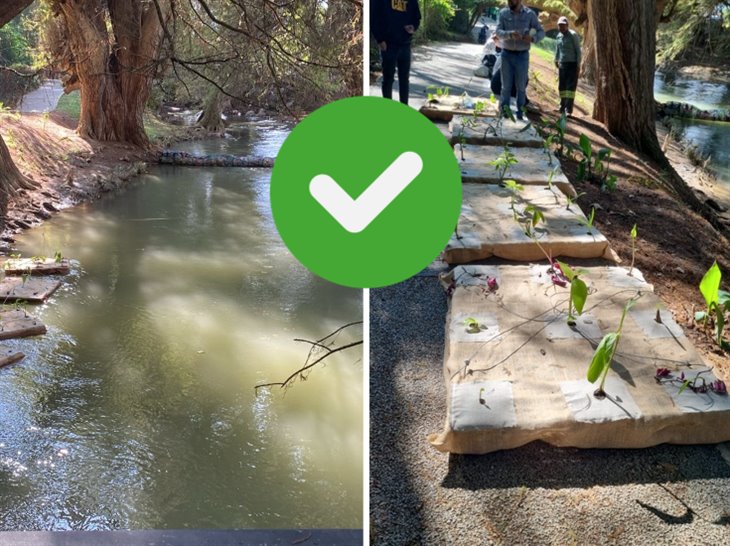 Parque de los Ahuehuetes en Camerino Mendoza, destaca en artículo de divulgación científica