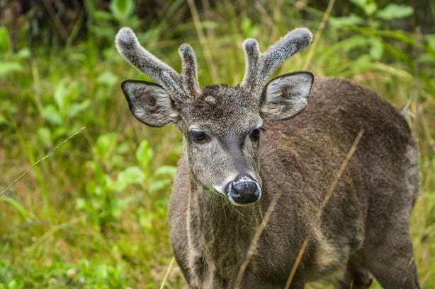 ¿Dónde y cuándo se inaugura el Parque Naturalia en Veracruz?