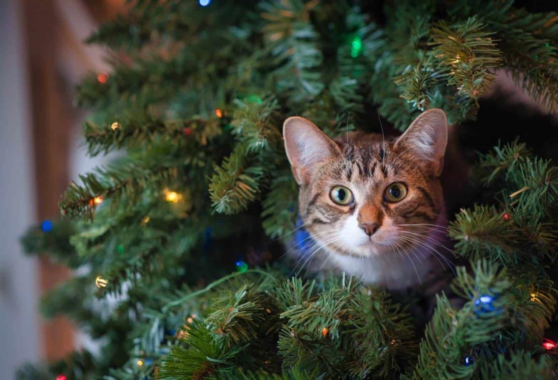 Activistas llaman a no regalar animales en temporada decembrina