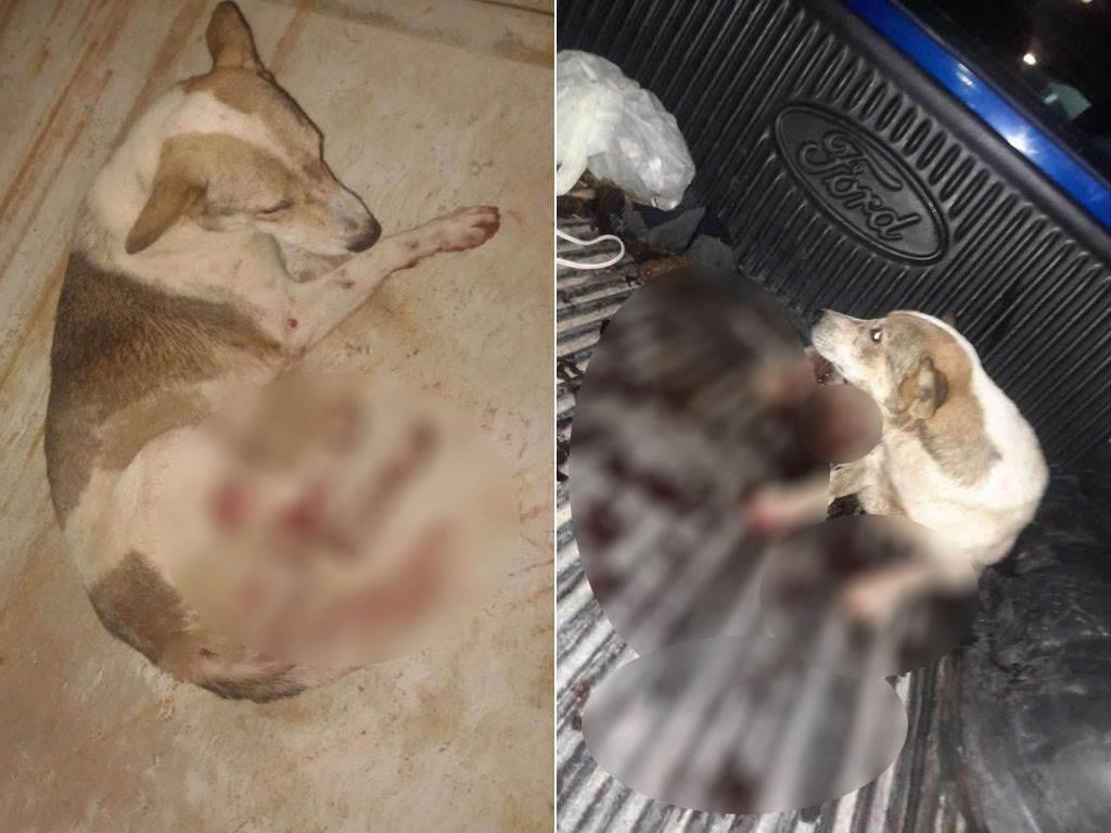 Desquiciado sujeto tortura a perrito en zona rural de Minatitlán; será denunciado | VIDEO