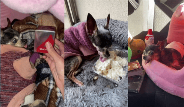 Perrita Chihuahua se hace VIRAL tras vivir su último día en la tierra; así fue  (+VIDEO)