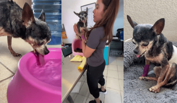 Perrita Chihuahua se hace VIRAL tras vivir su último día en la tierra; así fue  (+VIDEO)