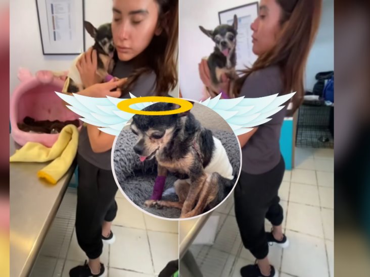 Perrita Chihuahua se hace VIRAL tras vivir su último día en la tierra; así fue  (+VIDEO)