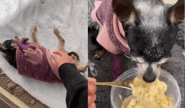 Perrita Chihuahua se hace VIRAL tras vivir su último día en la tierra; así fue  (+VIDEO)