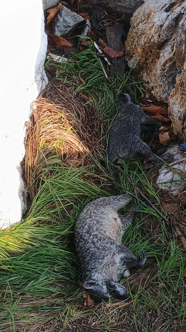 Aparecen dos mapaches sin vida en el Malecón antiguo de Coatzacoalcos