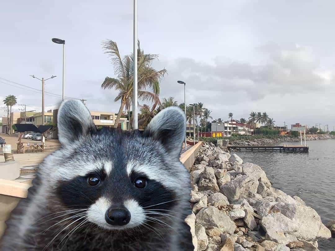 Aparecen dos mapaches sin vida en el Malecón antiguo de Coatzacoalcos