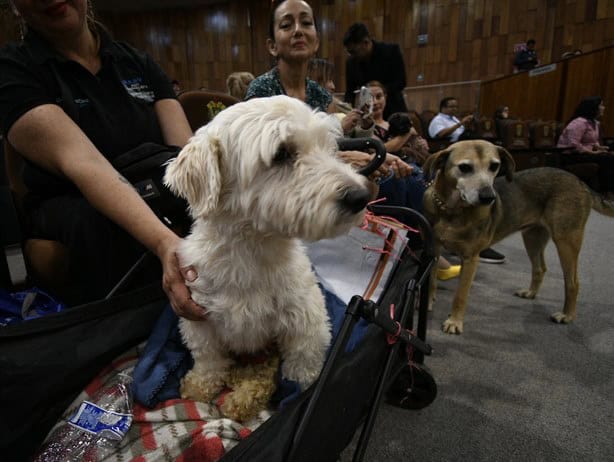 Veracruz aprueba reforma de protección animal, un paso contra el maltrato