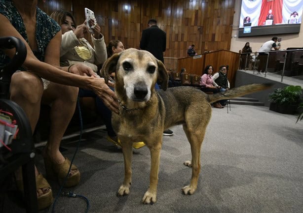 Veracruz aprueba reforma de protección animal, un paso contra el maltrato