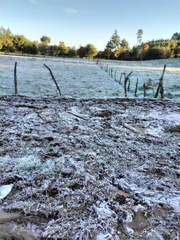 Helada en Las Vigas de Ramírez; en Perote temperaturas descendieron cero grados