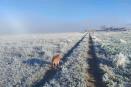 Helada en Las Vigas de Ramírez; en Perote temperaturas descendieron cero grados
