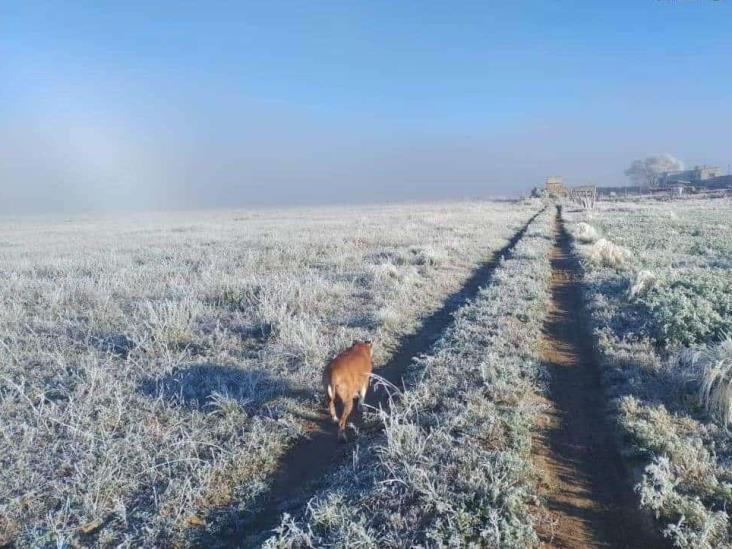 Helada en Las Vigas de Ramírez; en Perote temperaturas descendieron cero grados