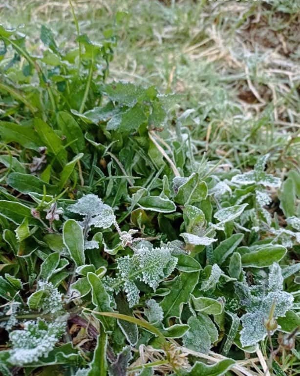 Helada en Las Vigas de Ramírez; en Perote temperaturas descendieron cero grados