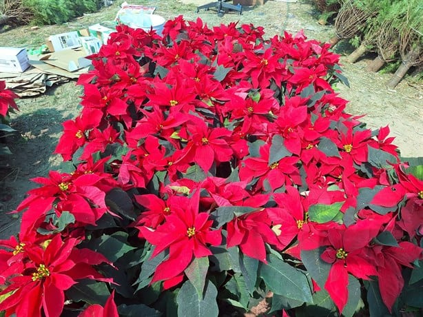 ¿Sabes cuánto cuestan los pinos de Navidad en Veracruz?