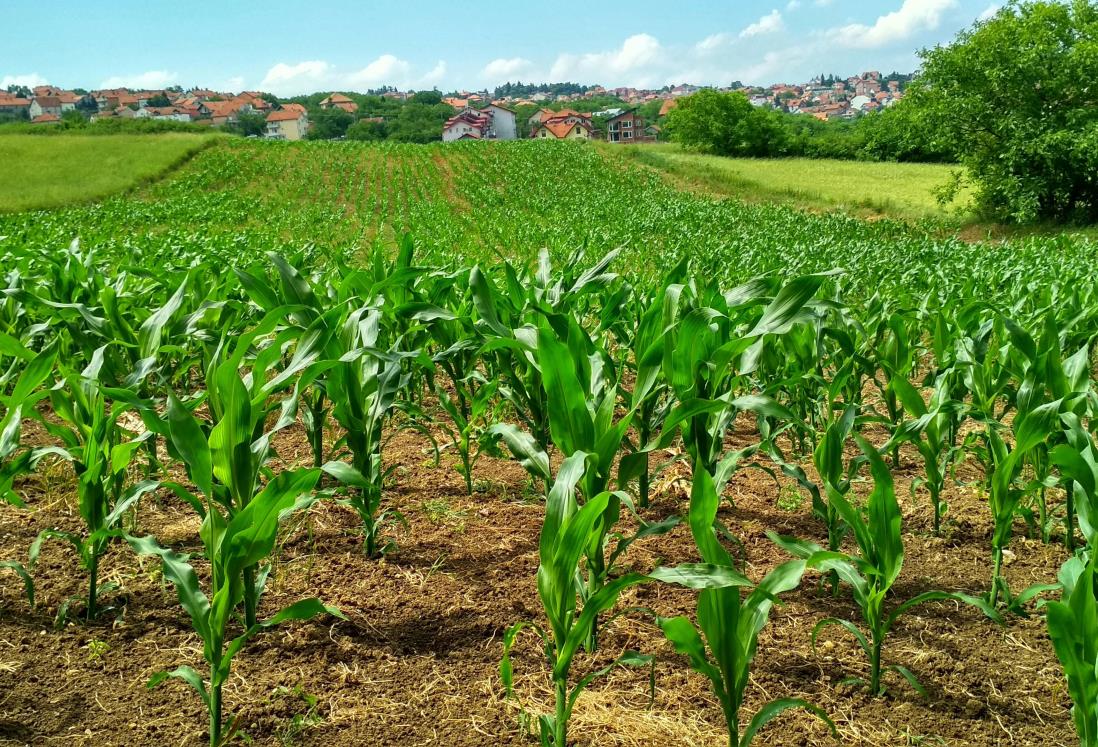 Agricultura de precisión: tecnología que mejora la productividad en Veracruz