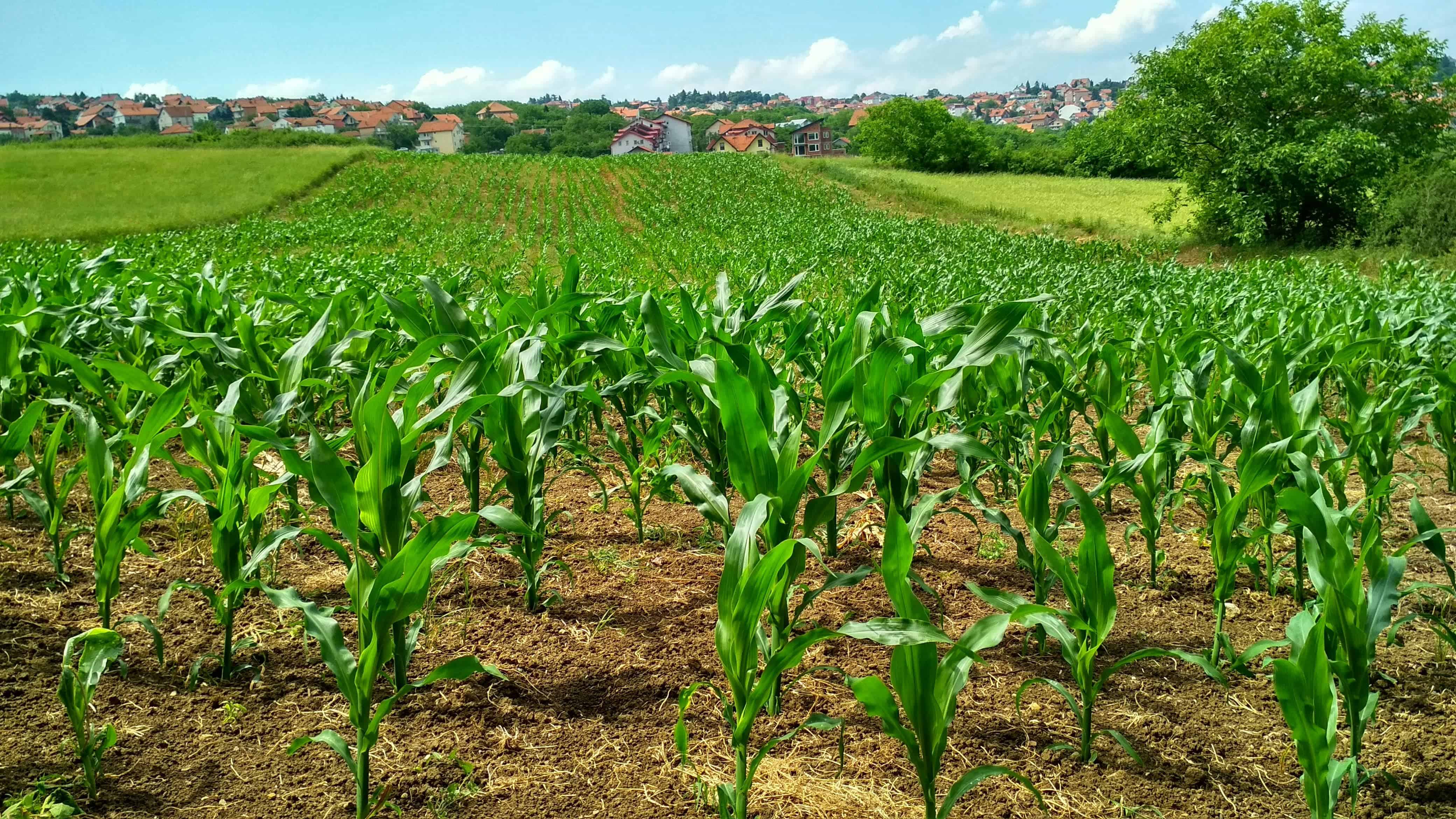 Agricultura de precisión: tecnología que mejora la productividad en Veracruz