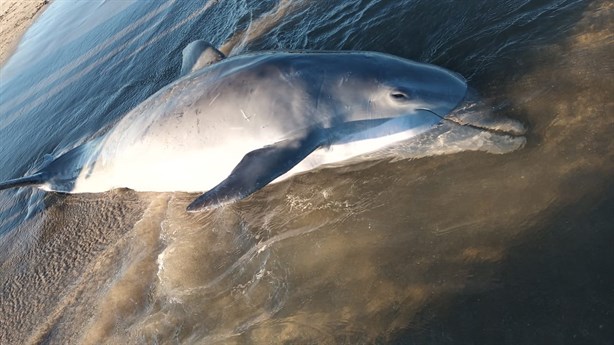 Hallan delfin muerto en playas de Alvarado