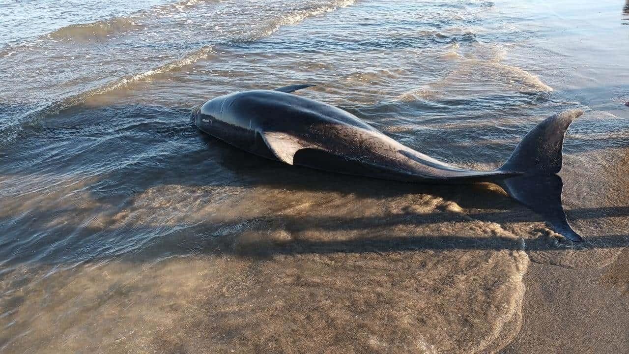 Hallan delfin muerto en playas de Alvarado