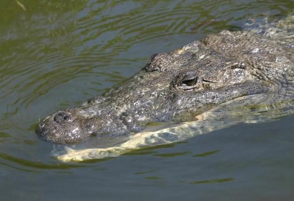 Cocodrilo sorprende a turistas en la laguna de Catemaco | VIDEO