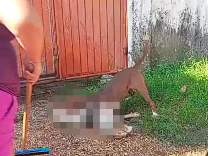 Vecinos del Jagüey piden ayuda a autoridades por violento perro; ya acabó con la vida de otro | VIDEO