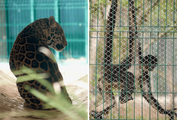 Cuánto cuesta ir del puerto de Veracruz al parque Naturalia, donde hay jaguares y venados