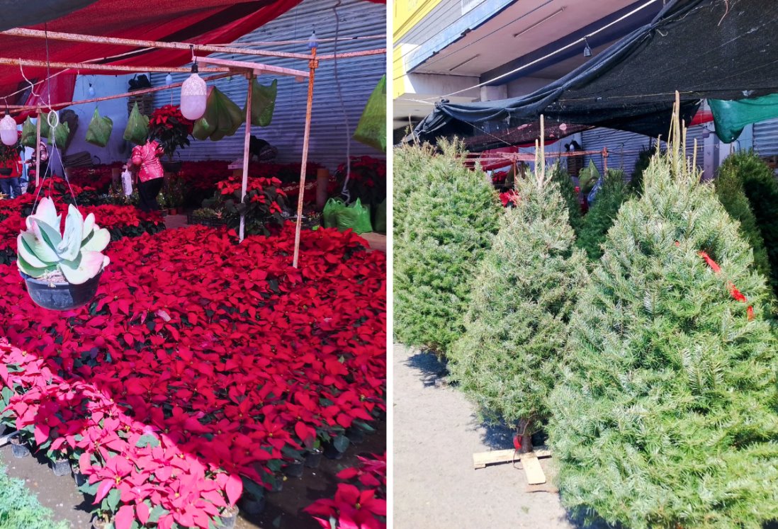 Inicia la venta de pinos de Navidad y flores de nochebuena en el centro de Veracruz