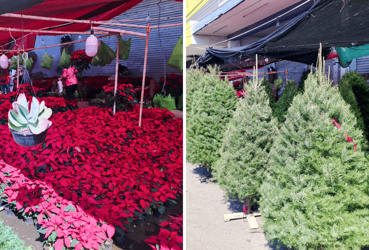 Inicia la venta de pinos de Navidad y flores de nochebuena en el centro de Veracruz