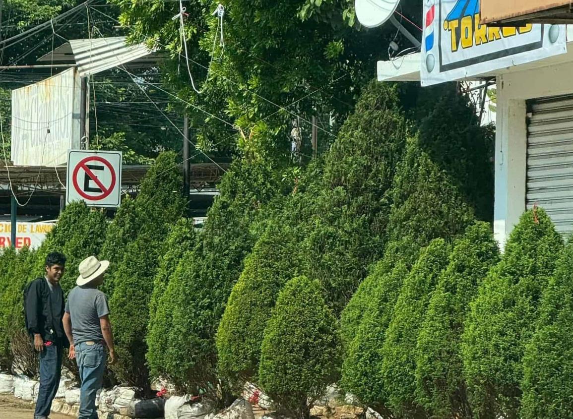 Llegaron los primeros arbolitos de navidad a Minatitlán