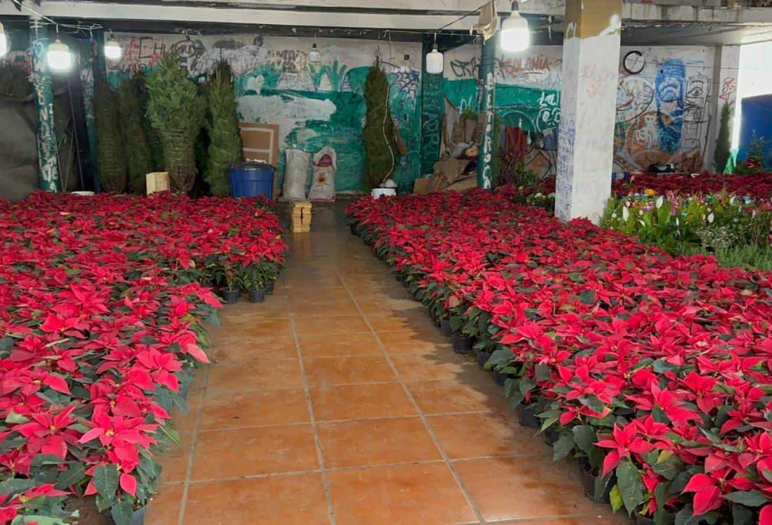 Comerciantes de árboles de Navidad y nochebuenas en Veracruz esperan un repunte