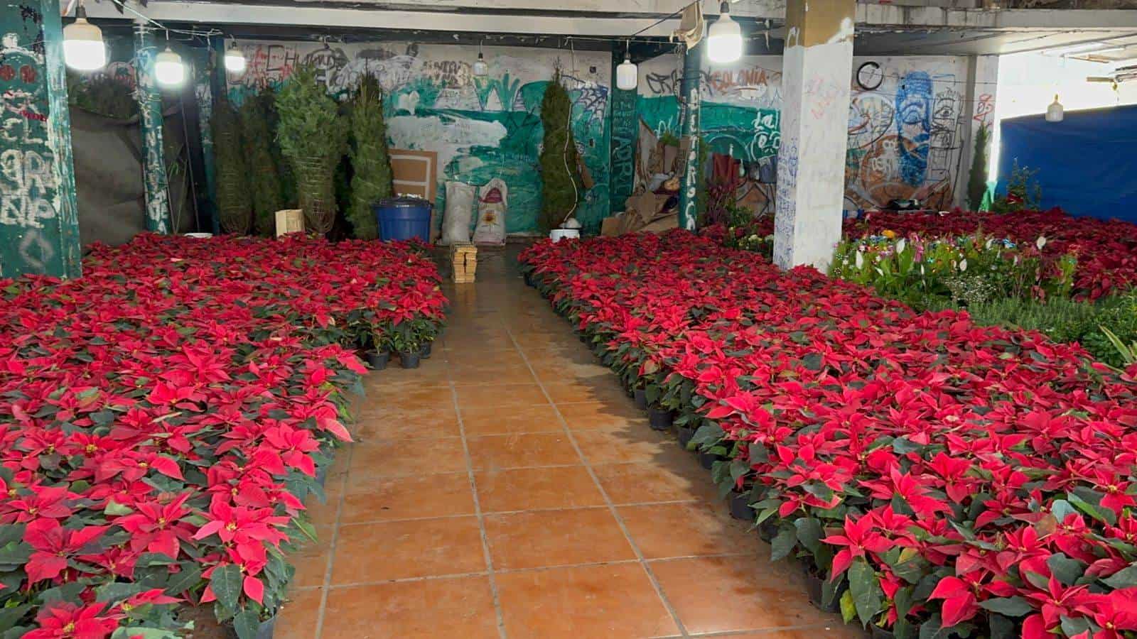 Comerciantes de árboles de Navidad y nochebuenas en Veracruz esperan un repunte