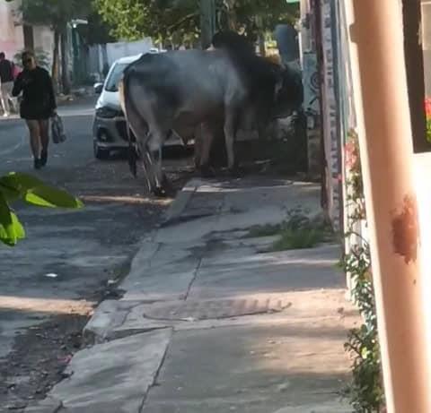 Captan un gran toro en fraccionamiento Río Medio de Veracruz| VIDEO