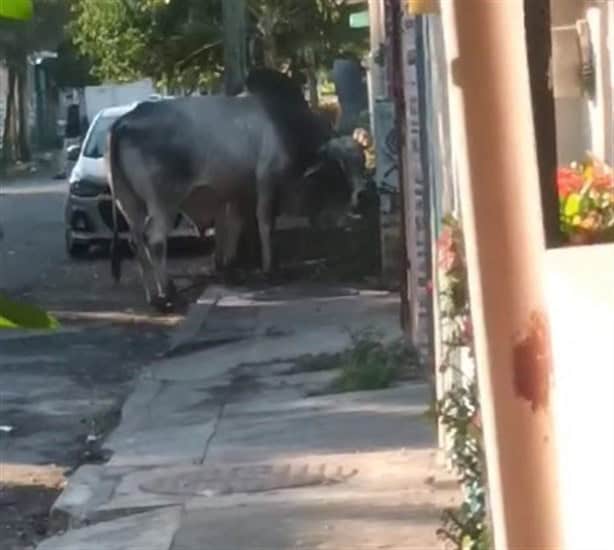 Captan un gran toro en fraccionamiento Río Medio de Veracruz| VIDEO