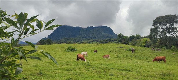 Preservación del Cerro del Algodón, esfuerzo por la biodiversidad de Misantla