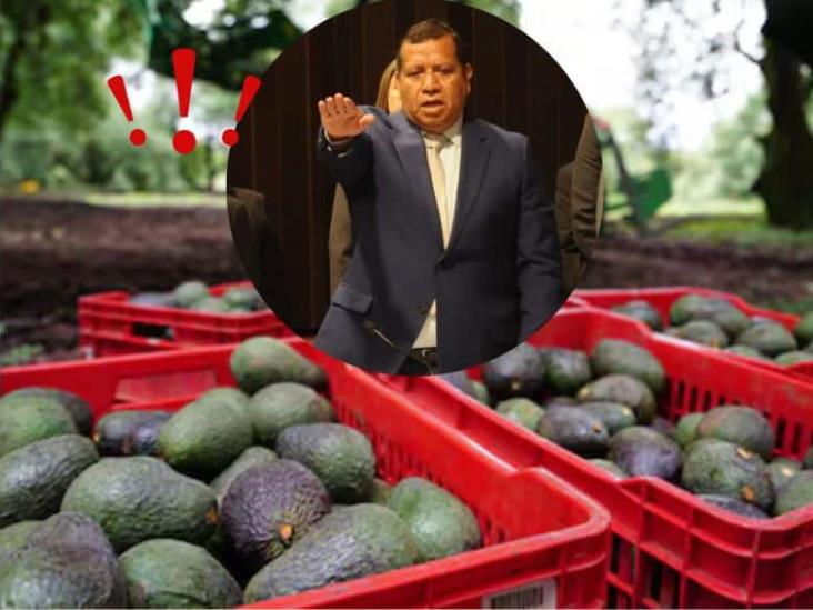 Sedarpa alerta por cultivo de aguacate en Veracruz; lo impulsa crimen organizado