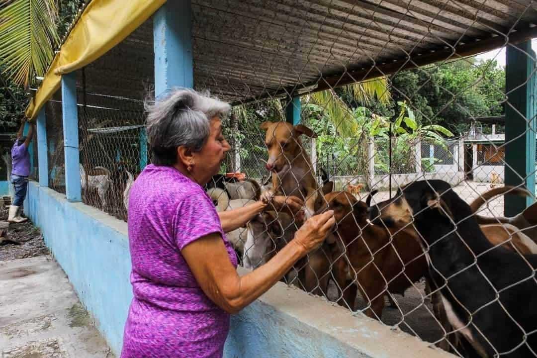 Sigue sin haber acceso al albergue "La Roca" en Veracruz; hay más de 300 perros y gatos