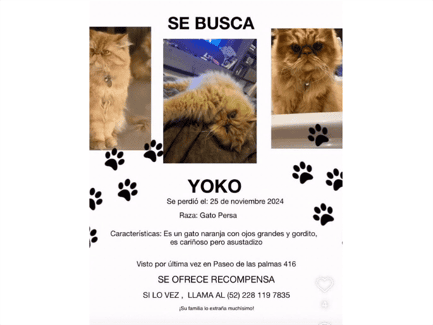 ¡Buscan a Yoko! gato persa desaparecido en las Ánimas en Xalapa; ¿se le perdió a Américo Zúñiga?