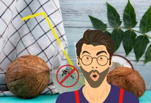 Un remedio natural para el dengue: cómo usar agua de coco