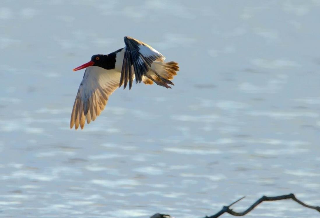 Esencial proteger aves migratorias en su paso por Veracruz: Gaspar Monteagudo