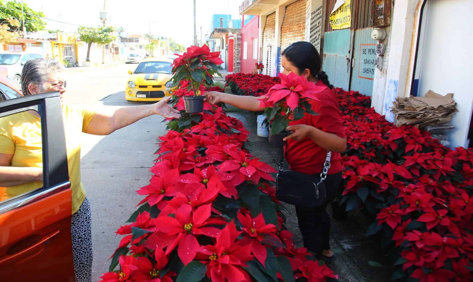 Flor de Nochebuena trae el espíritu navideño a las calles de Coatzacoalcos | VIDEO