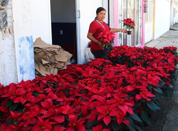 Flor de Nochebuena trae el espíritu navideño a las calles de Coatzacoalcos | VIDEO