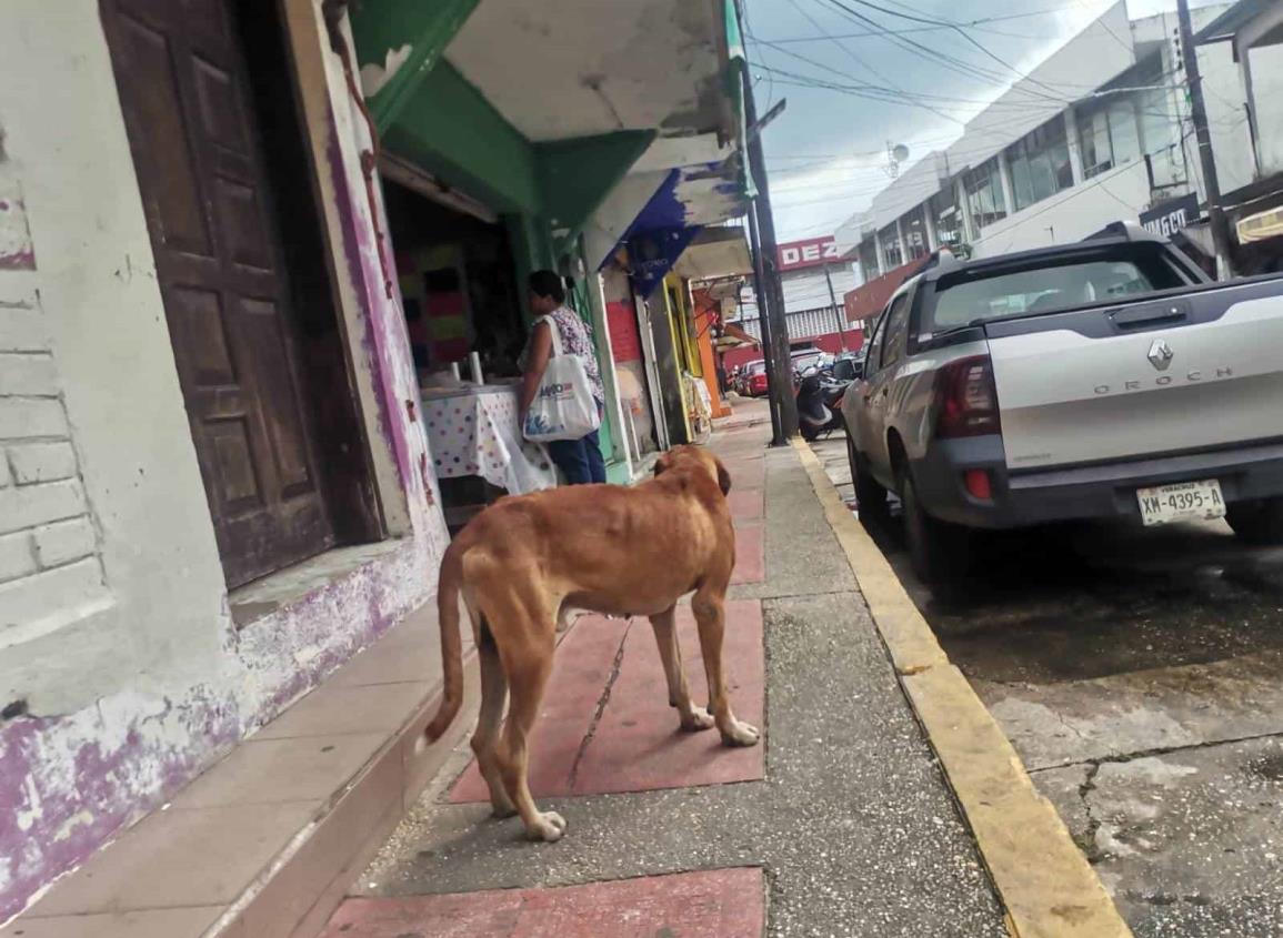 Gobernación intervendrá en agresiones de perros a personas; será resueltos con sus dueños