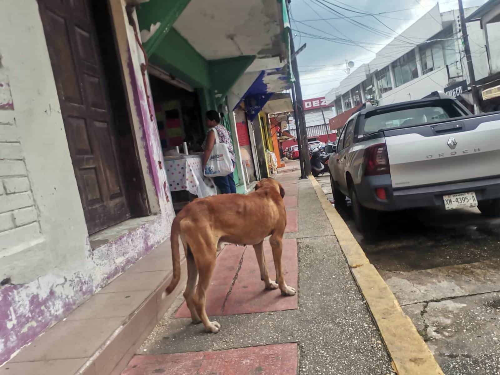 Gobernación intervendrá en agresiones de perros a personas; será resueltos con sus dueños