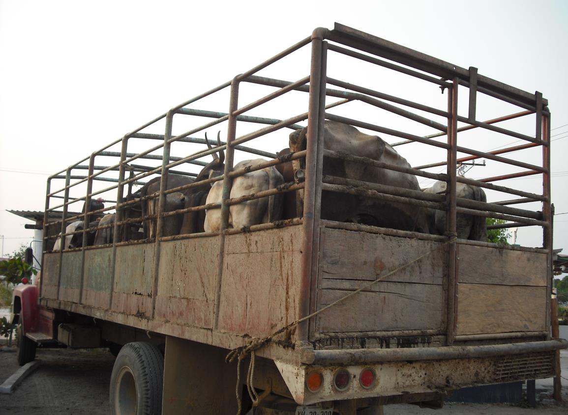 Reactivan filtro de salud animal en Agua Dulce por alerta de gusano barrenador