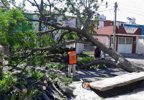 ¿De cuánto es la multa en Veracruz por derribar un árbol sin permiso?