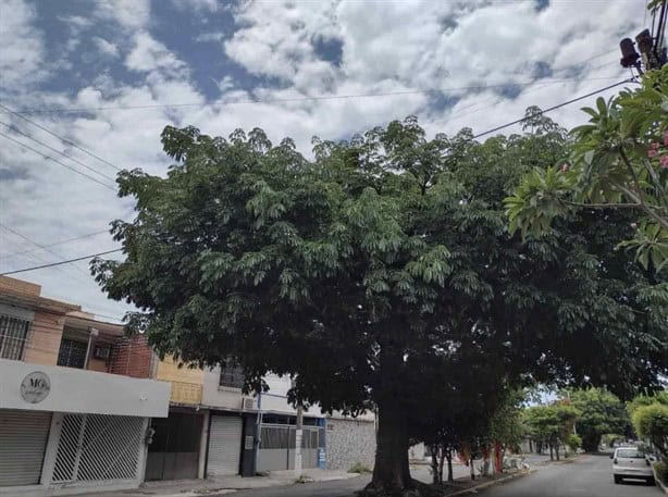 ¿De cuánto es la multa en Veracruz por derribar un árbol sin permiso?