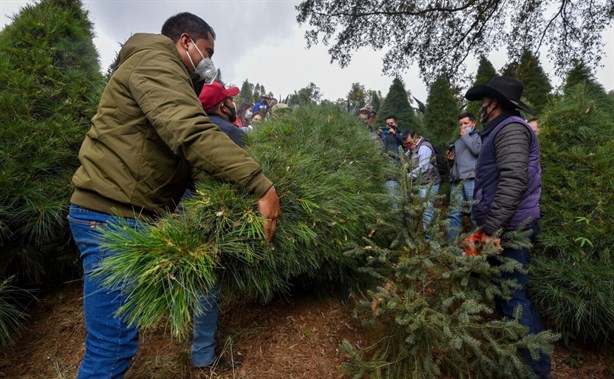 ¿Dónde puedo cortar mi árbol de Navidad en Veracruz?