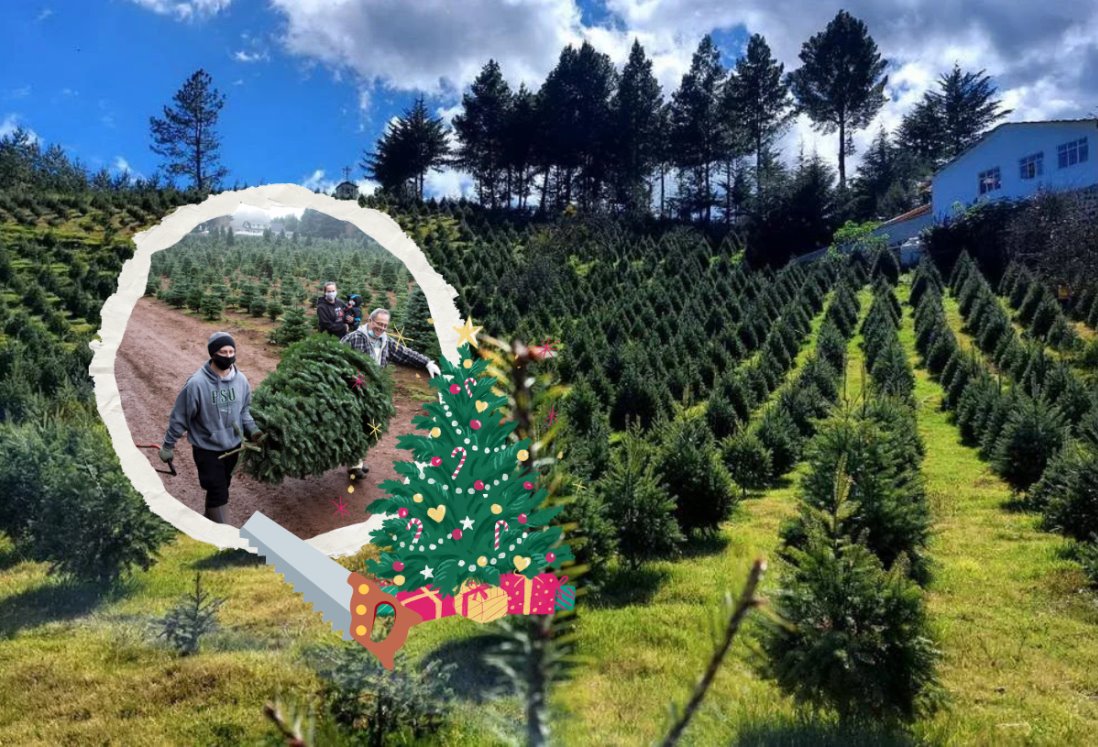 ¿Dónde puedo cortar mi árbol de Navidad en Veracruz?