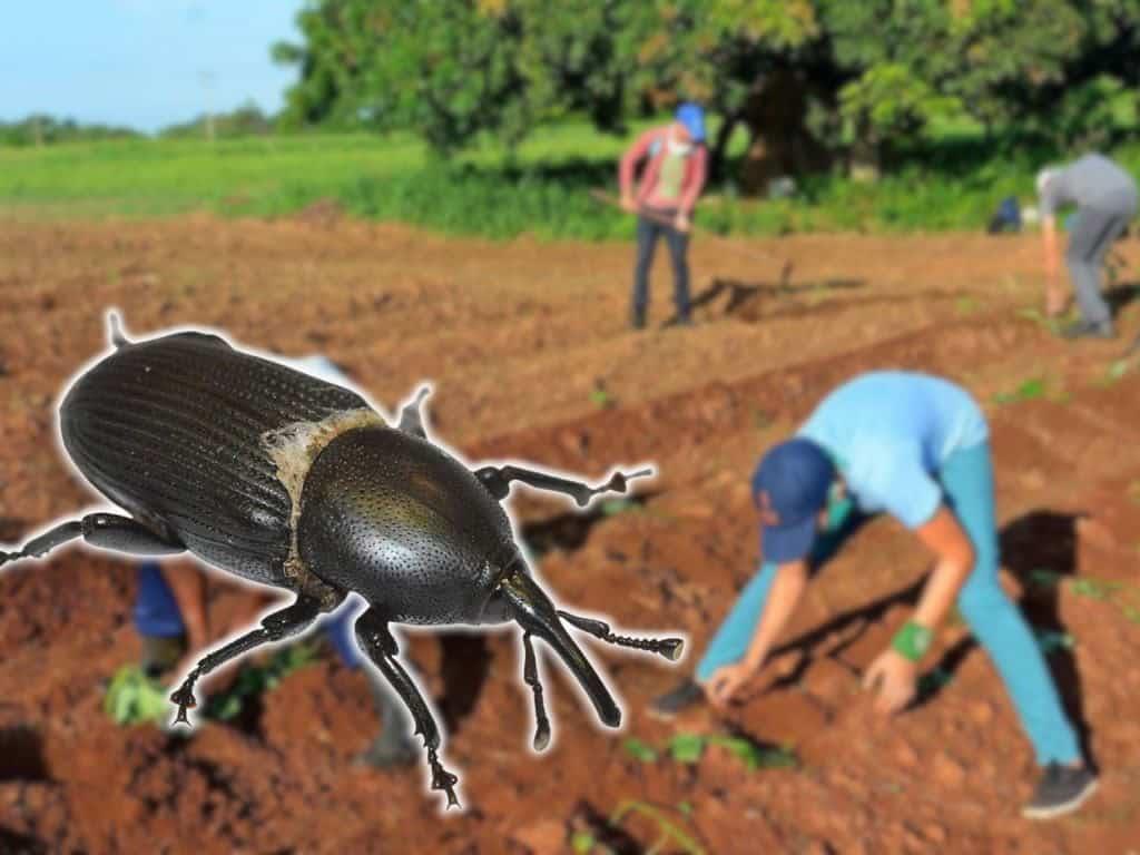 ¿Qué es el insecto picudo negro y qué cultivos está afectando en la zona sur de Veracruz?