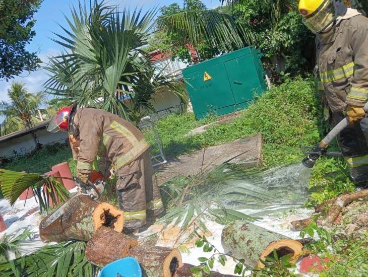 Controlan enjambre de abejas al poniente de Coatzacoalcos