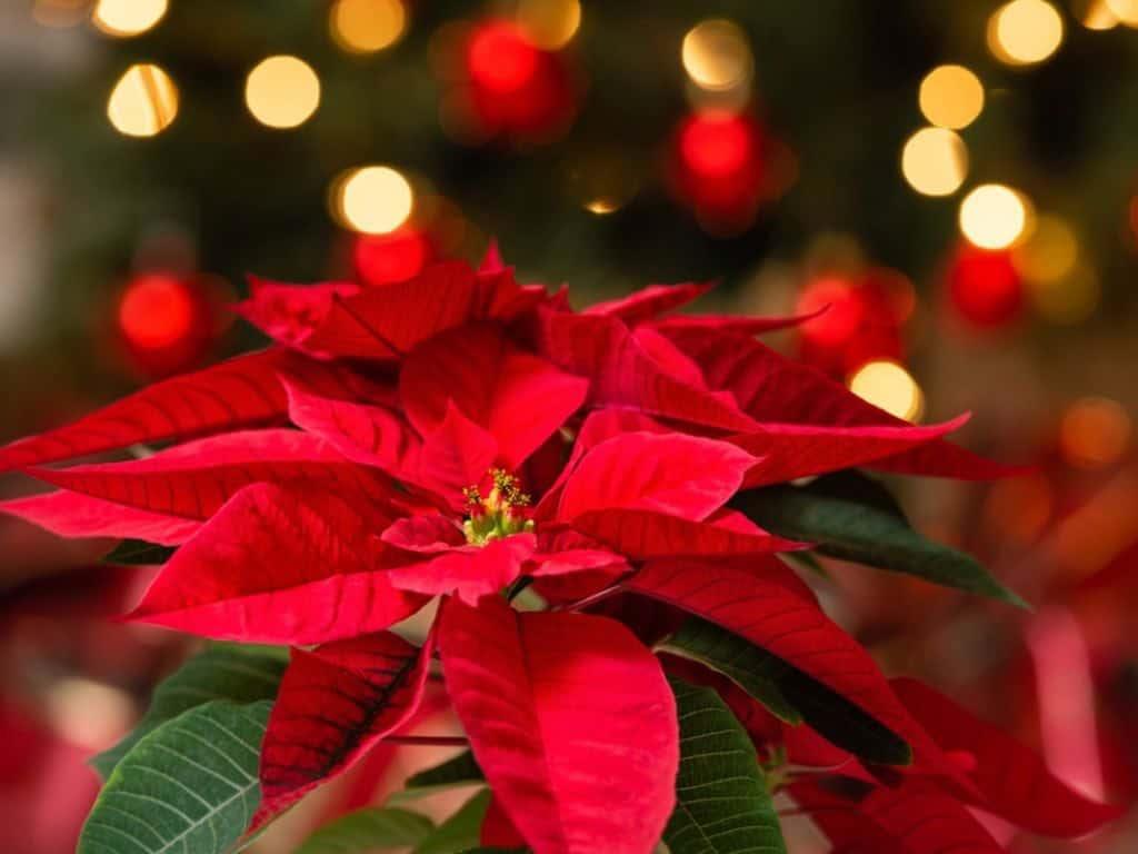 Navidad 2024: ¿cómo cuidar la flor de nochebuena y qué no se marchite rápidamente?