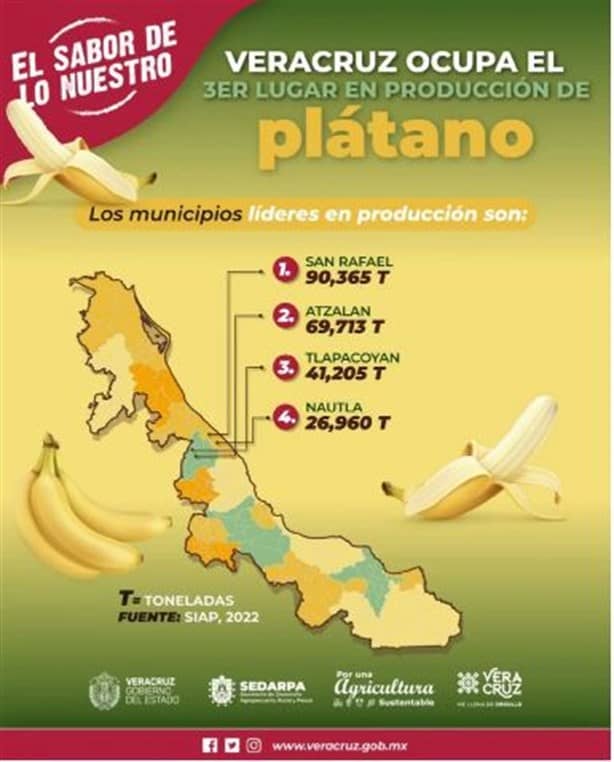 Estos son los estados con mayor producción de plátano, ¿Veracruz está en la lista?